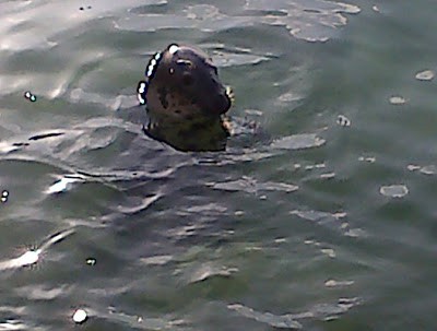 Fóka a brixhami mólónál (valóban ott készült kép)